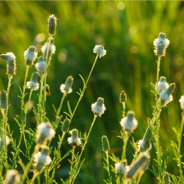 White Prairie Clover